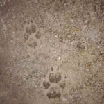 impronte nel bosco