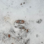 impronte nella neve