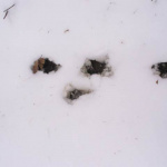 impronte lepre nella neve