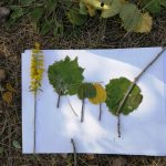 composizione con foglie