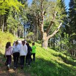 passeggiata nel bosco
