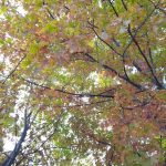 chioma albero