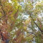 chioma albero