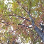 chioma albero