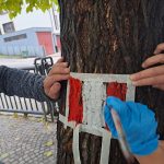 Simbolo su albero
