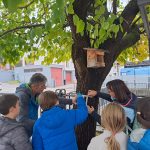 simbolo su albero