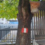 simbolo su albero