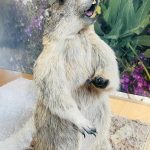 animali presenti al Muse