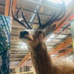 animali presenti al Muse