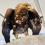 animali presenti al Muse