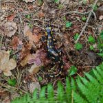 salamandra