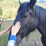 equitazione