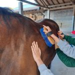 equitazione