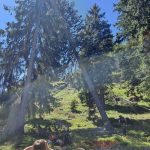 abbattimento albero